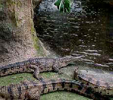 Freshwater Crocodile