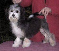 Porsche, after winning Best Baby In Show at the Queensland Toy Dog Club Specialty Show
