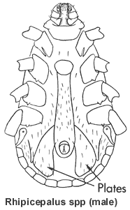 source: Cooley RA (1938, 1946) and Cooley and Kohls (1944a, 1944b, 1945)